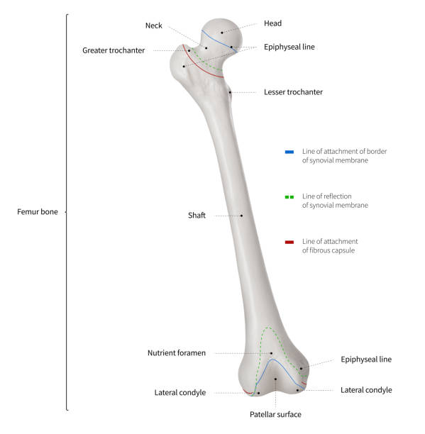 インフォ グラフィック図ひと大腿骨の骨や足の骨の解剖システム前方ビュー-3d-人間の解剖学 - 医療図-教育と人間ボディ ホワイト バック グラウンドの分離プロセスの概念 - lateral condyle ストックフォトと画像