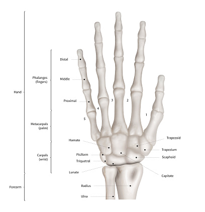 Diagrama relacional de la mano humana anatomía sistema anterior vista-3D-humanos anatomía médica diagrama del hueso-concepto-aislados en fondo blanco del cuerpo educativo y humano photo