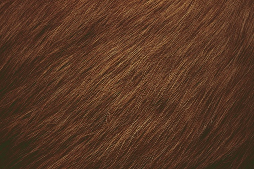 Dark brown hairy textured background. The hair are sweeping downwards towards left side.
