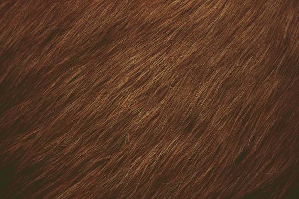 темно-коричневый волосатый текстурированный фон - furries стоковые фото и изображения