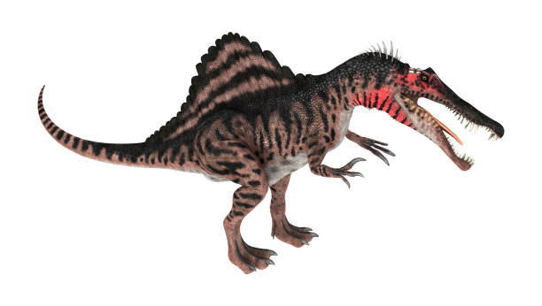 istock 3D illustration dinosaur Spinosaurus on white 1019423884