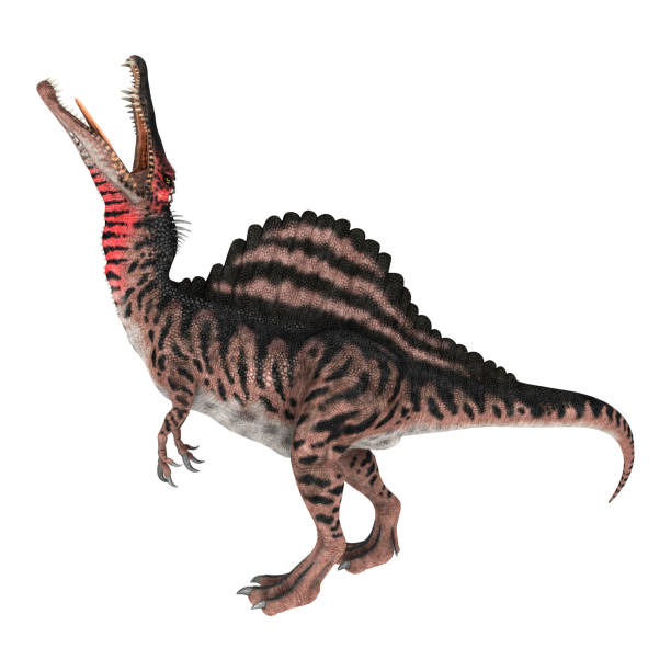 istock 3D illustration dinosaur Spinosaurus on white 1019423888