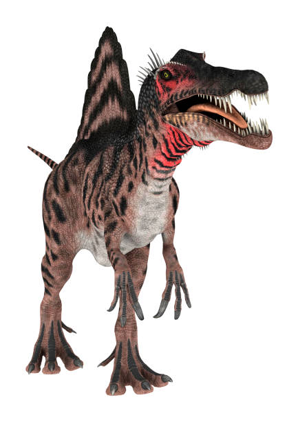istock 3D illustration dinosaur Spinosaurus on white 1019423902