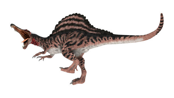 istock 3D illustration dinosaur Spinosaurus on white 1019424142