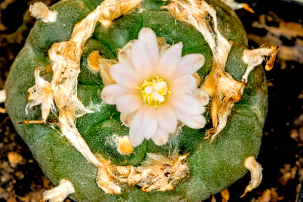 peyote, ritual cactus with flower peyote, ritual cactus with flower peyote cactus stock pictures, royalty-free photos & images