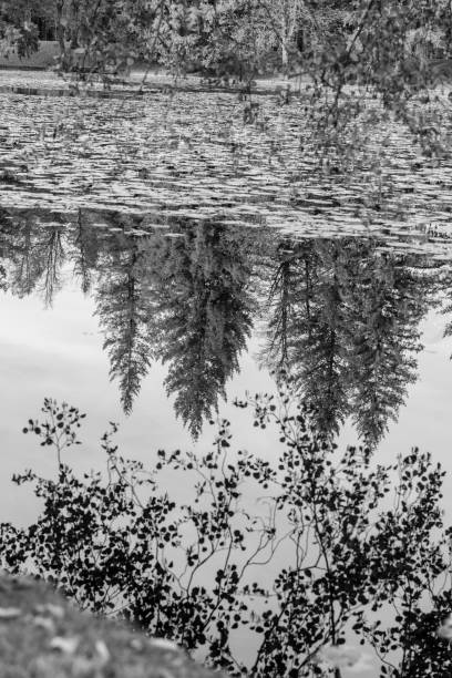 istock Trees reflecting on lake in autumn 1019427116