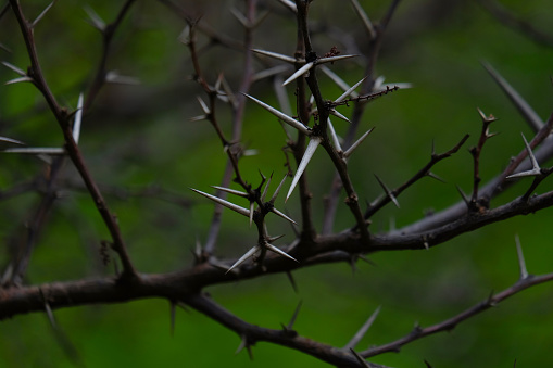 background texture of thorns