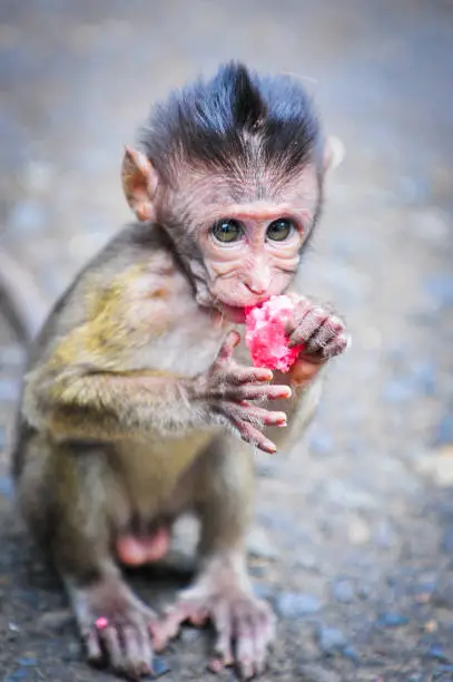 A young crab eating macaque eating scraps of human foods.