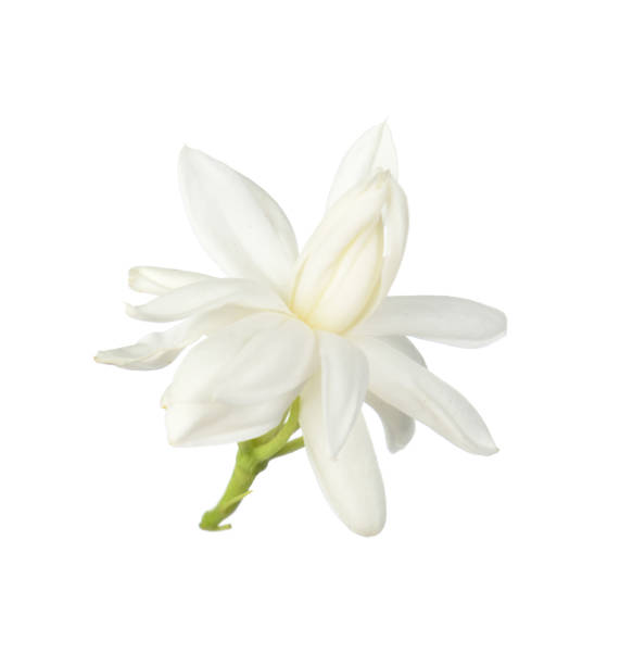 istock White flower,Thai jasmine flower isolated on white background 1019427890