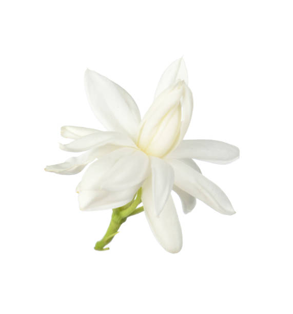 White flower,Thai jasmine flower isolated on white background White flower, Thai jasmine flower  isolated on white background. winter jasmine stock pictures, royalty-free photos & images