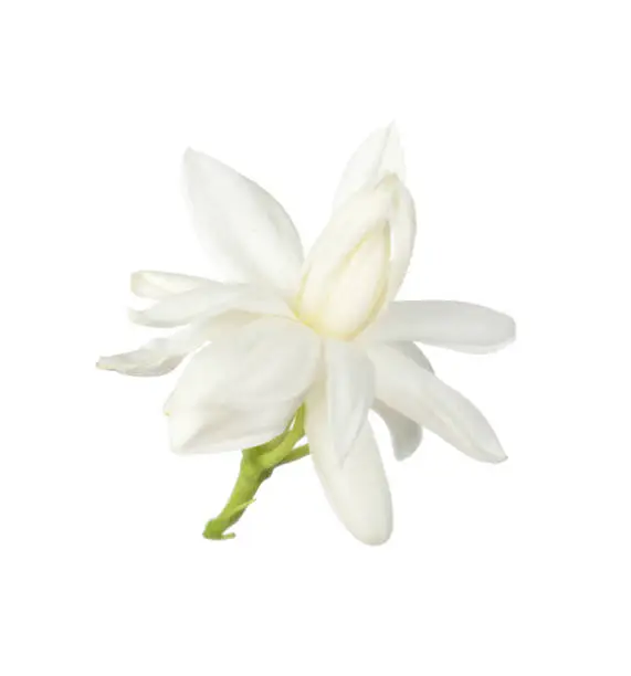 Photo of White flower,Thai jasmine flower isolated on white background