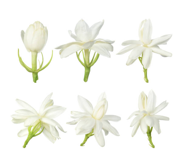 weiße blume, thai jasmin blume isoliert auf weißem hintergrund - gardenie stock-fotos und bilder