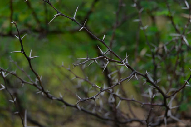 istock Babul Acacia white sharp thorn in tropical forest, Maharashtra, India 1019427964