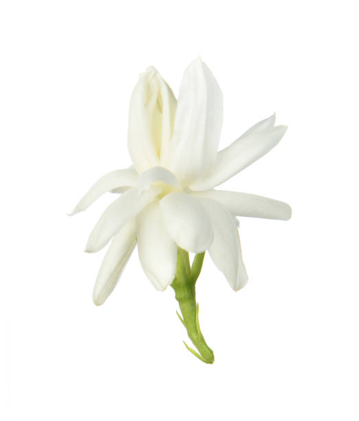istock White flower,Thai jasmine flower isolated on white background 1019428092