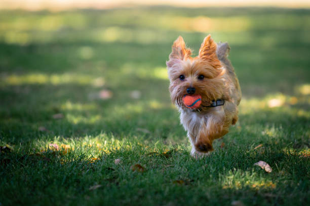 Yorkie Puppy Playing Fetch Yorkie puppy running in grass fields playing fetch with his owner lap dog stock pictures, royalty-free photos & images