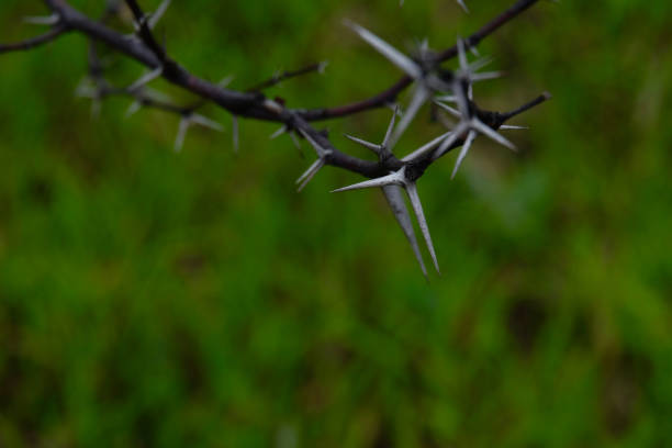 background texture of thorns