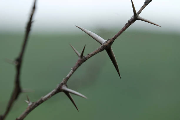 background texture of thorns