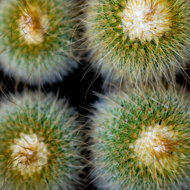 istock close up cactus for wall paper or background. 1019428956
