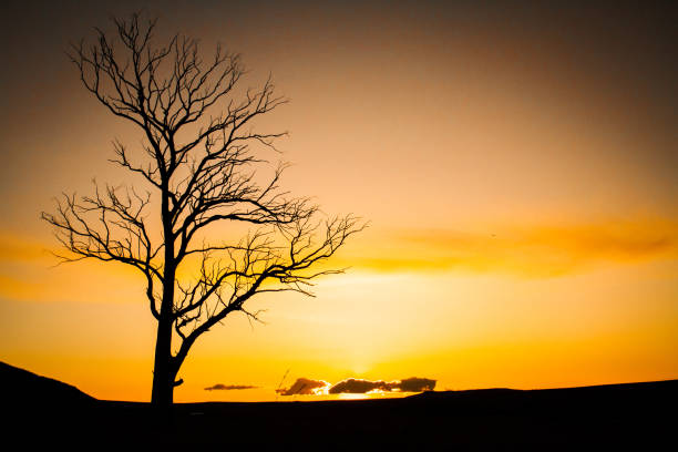 istock Sunset tree silhouette - South Africa 1019437098