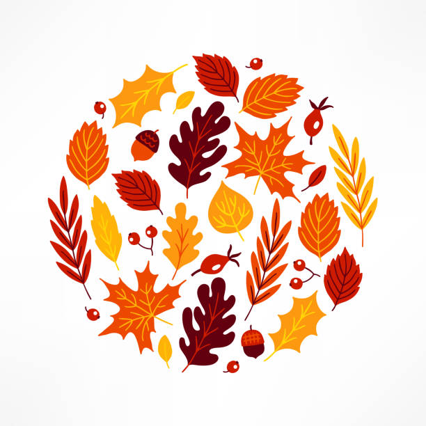 브라, 딸기, 도토리, 단풍나무와 오크 잎으로 원형 장식 - tree autumn thanksgiving leaf stock illustrations