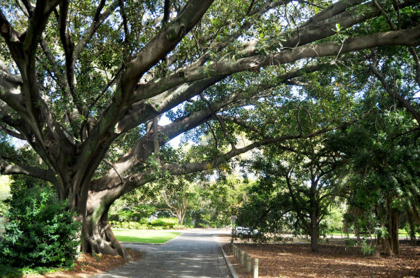 istock Big trees and many plant in garden 1019437436