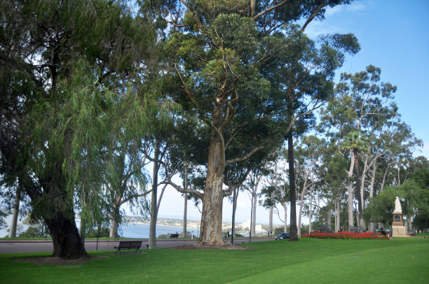 istock Big trees and many plant in garden 1019437442