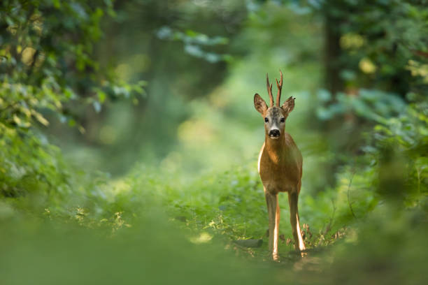 косуля (capreolus capreolus) - forest deer stag male animal стоковые фото и изображения