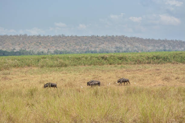 istock African Wildebeest in Angola 1019438408