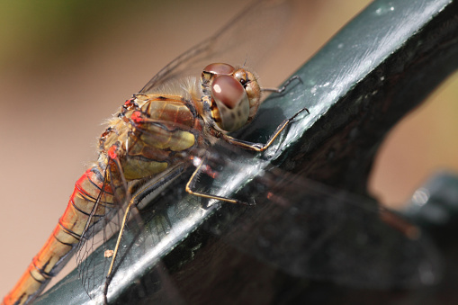 Female common darter dragonfly on an old garden chair.