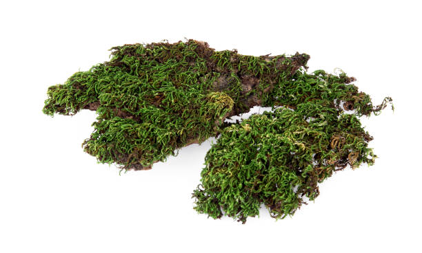 istock Green moss at forest isolated on white background. 1019441296