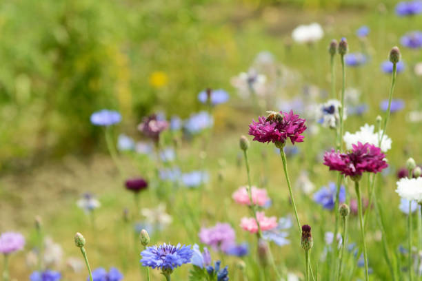 abeille sur une fleur de bleuet pourpre - wildflower flower field meadow photos et images de collection