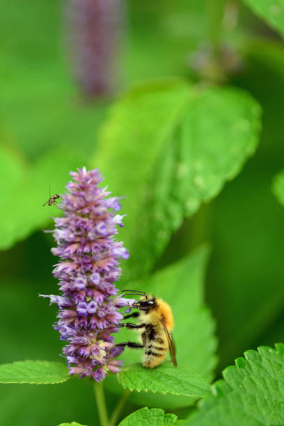 Colletes succinctus in the family name: Colletes;  eating from blue giant hyssop.