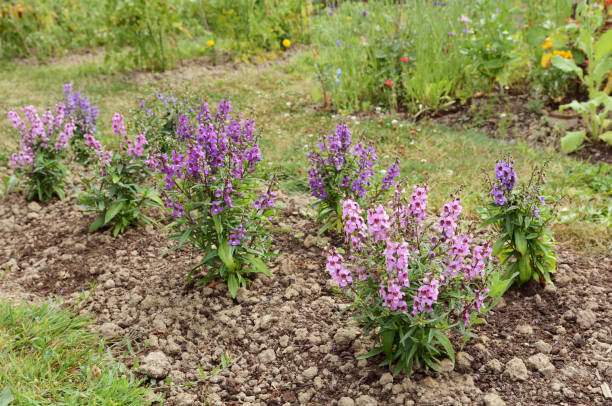 Garden flower bed filled with angelonia plants Garden flower bed filled with angelonia plants in shades of pink and purple angelonia photos stock pictures, royalty-free photos & images