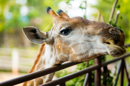 Close up head giraffe eating food