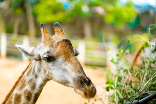 istock Close up head giraffe eating food 1019445440