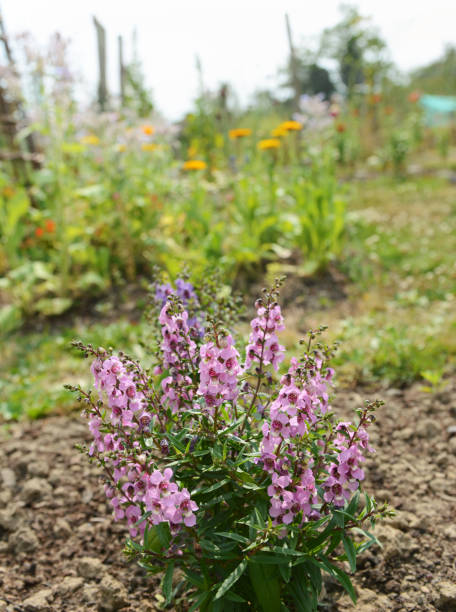 Angelonia Serena plant with pale pink flowers Angelonia Serena plant with pale pink flowers grows in a pretty rural garden angelonia photos stock pictures, royalty-free photos & images
