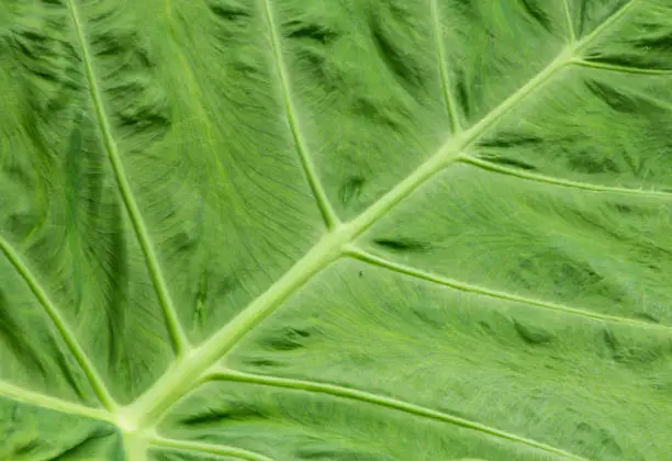Texture and pattern of leaf Taro.
