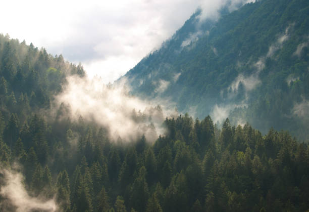 nuvole basse sopra i pini di una foresta in una valle - meteorology rain fog forest foto e immagini stock