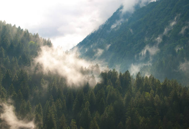 nuvens baixas sobre os pinheiros de uma floresta em um vale - meteorology rain fog forest - fotografias e filmes do acervo
