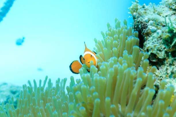 istock Ishigaki Island Diving - Anemone fish 1019459530