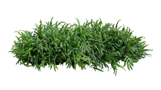 Green leaves tropical foliage plant bush of Wart fern or Monarch fern (Phymatosorus scolopendria) the garden landscaping shrub isolated on white background, clipping path included. Green leaves tropical foliage plant bush of Wart fern or Monarch fern (Phymatosorus scolopendria) the garden landscaping shrub isolated on white background, clipping path included. polypodiaceae stock pictures, royalty-free photos & images