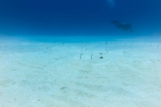 istock Ishigaki Island Diving - Heteroconger hassi 1019459724
