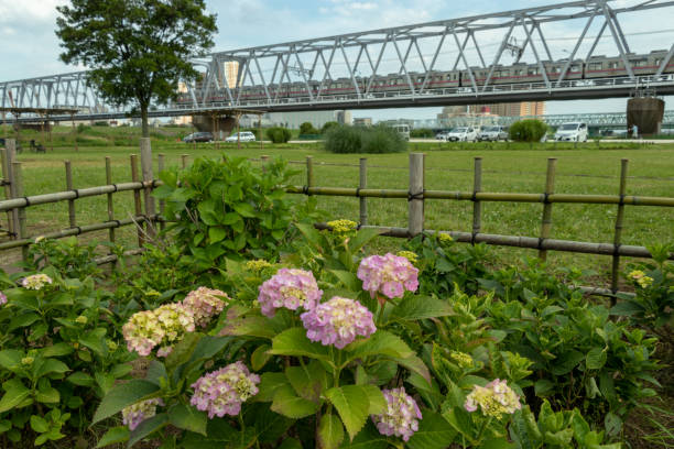 istock Hydrangea in Edogawa-city, Tokyo, Japan 1019460376