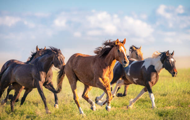 wilde pferde laufen kostenlos - säugetier stock-fotos und bilder
