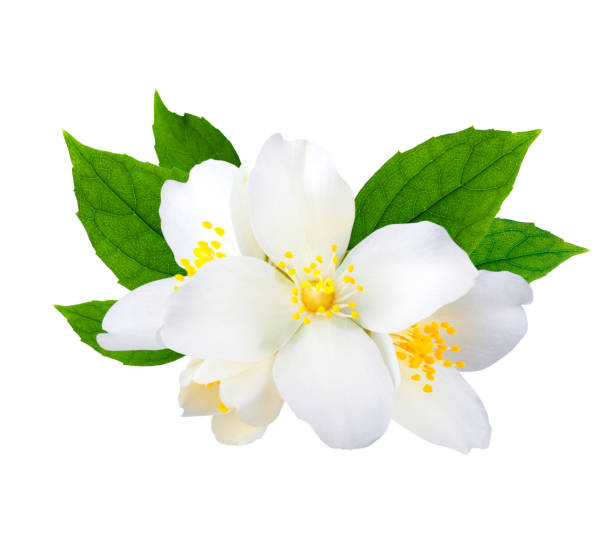 istock Jasmine flowers isolated on white background 1019463742