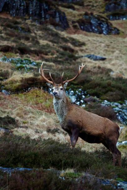 istock Red Stag Deer in Scotland on Watch 1019463780