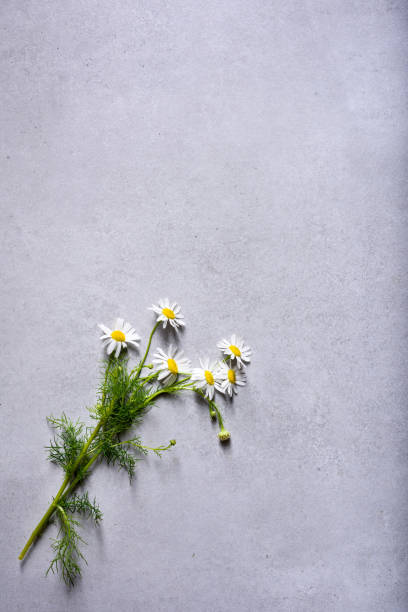 istock Fresh herbs background, aromatherapy medicine ingredient. Top view 1019463852