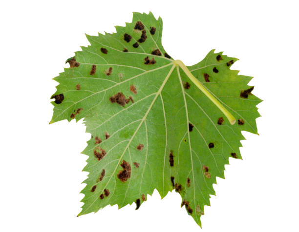 Isolated vine leaf showing galls, effect of Grape erineum mite. Vineyard problem. Underside like rust. Colomerus vitis. Colomerus vitis. gall mite stock pictures, royalty-free photos & images