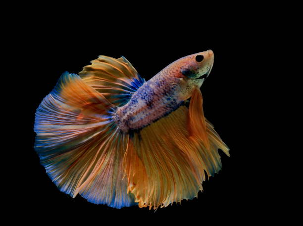 istock Siamese fighting fish fight yellow fish with blue, Betta splendens, Betta fish, Halfmoon Betta 1019464588