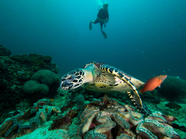 Hawksbill turtle on a coral reef with a diver silhuette behind